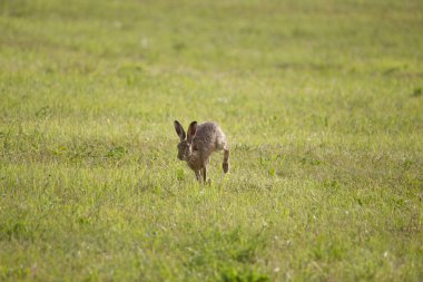Genç bir tavşan üzerinde yeşil bir biçilmis çayır atlamalı