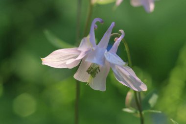 Güzel kır çiçekleri atış kapatmak