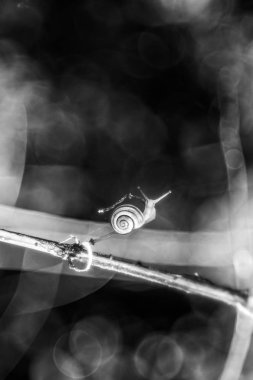 Küçük salyangoz dal yumuşak yeşil bokeh arka plan önünde sürünür ve dik dik gözlerini sopa