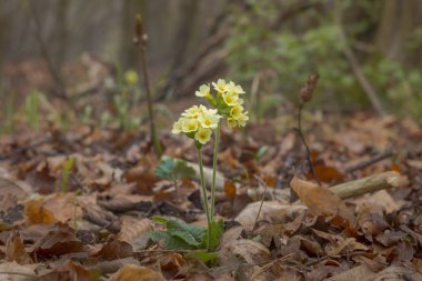 Güzel kır çiçekleri atış kapatmak