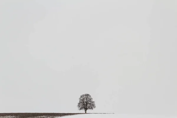 Albero Solitario Sul Campo Innevato Spazio Copia — Foto Stock