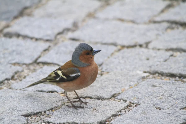 Primer Plano Tiro Pájaro Salvaje — Foto de Stock