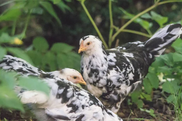 Pollos Contra Las Hojas Enfoque Selectivo — Foto de Stock