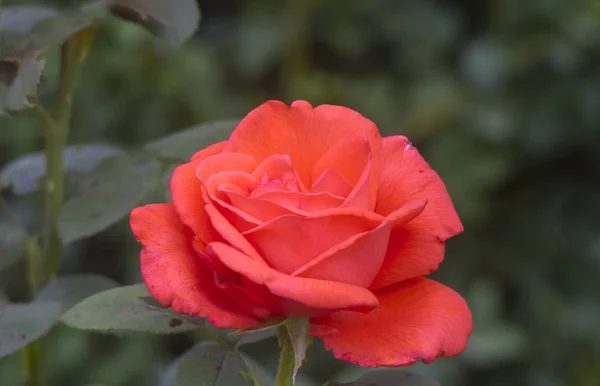 Peach Color English Rose Close — Stock Photo, Image