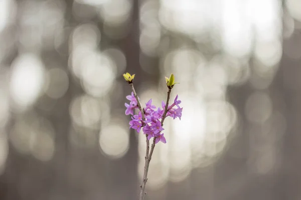 Detailní Záběr Záběr Krásná Divoká Květina — Stock fotografie