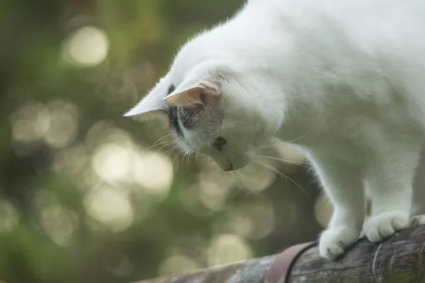 Kočka Domácí Chůzi Ulici Selektivní Ostření — Stock fotografie