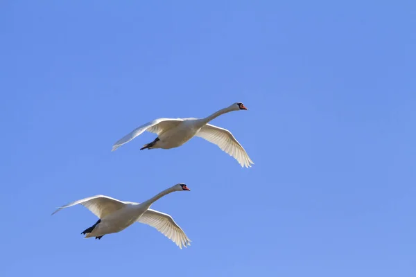 Masculino Mudo Cisne Voando Céu — Fotografia de Stock