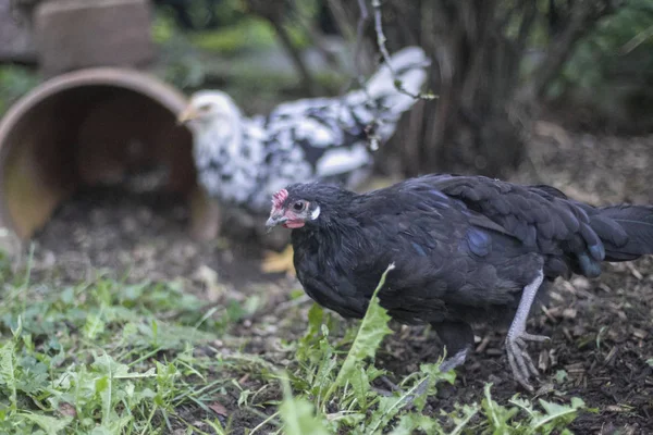 Dos Pollos Picoteando Grano Entorno Rural — Foto de Stock