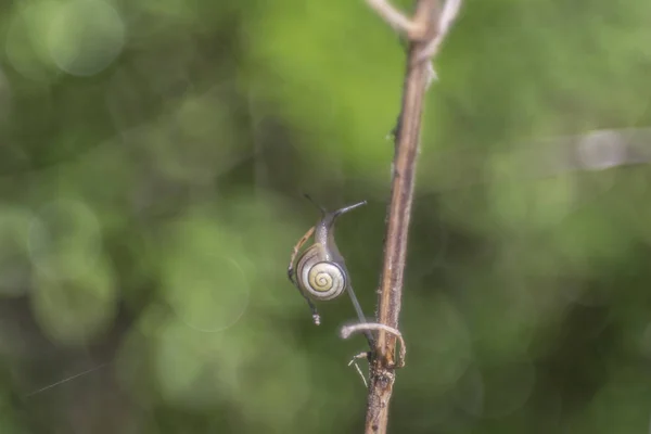 Küçük Salyangoz Dal Yumuşak Yeşil Bokeh Arka Plan Önünde Sürünür — Stok fotoğraf