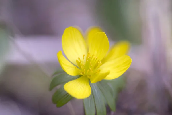 Sekély Mélység Ból Mező Képe Fényes Sárga Virágok Winterlings Egyik — Stock Fotó