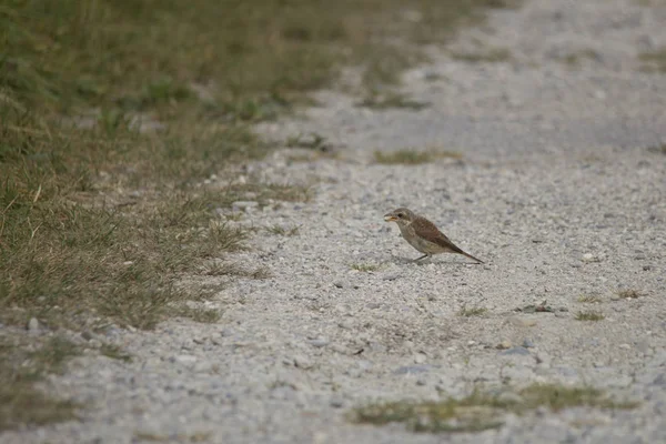 Shrike Respaldado Por Red Está Sentado Camino Tierra Arenoso Suelo — Foto de Stock