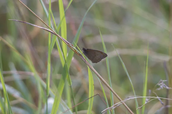 Maniola Jurtina Butterfly Grass Close — Stock Photo, Image