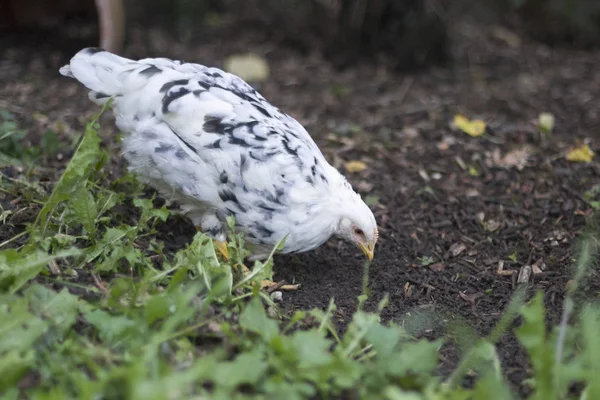 Pollo Recogiendo Grano Entorno Rural — Foto de Stock