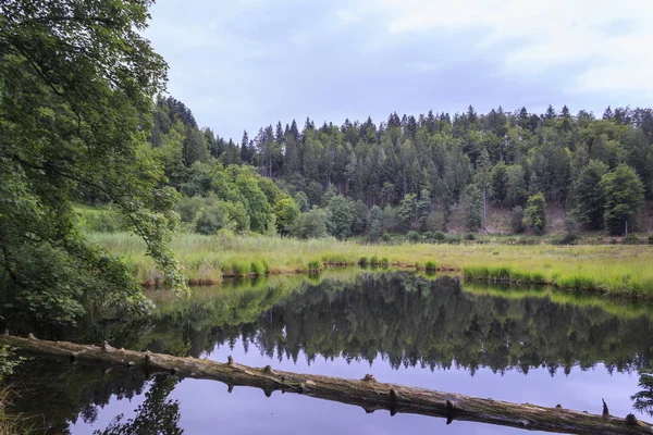 Schilderachtig Uitzicht Bos Lake Selectieve Aandacht — Stockfoto