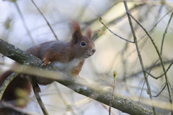 Schattige Eekhoorn Klimmen Een Boomstam Mistige Weer Een Bos Bos — Stockfoto