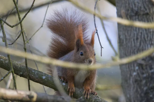 Söt Ekorre Klättring Trädstam Dimmiga Vädret Skog Eller Skog Profil — Stockfoto