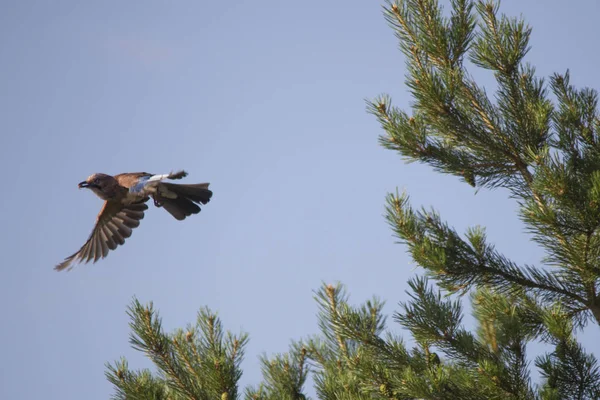 Blue Jay Πλησιάζει Ένα Κλαδί Πεύκου — Φωτογραφία Αρχείου