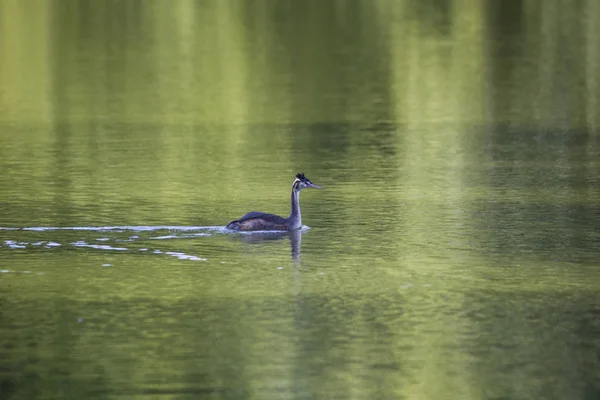 Nahaufnahme Von Wildvogel — Stockfoto