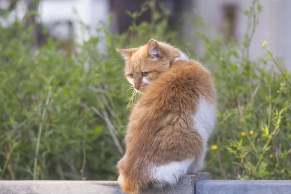 Gato Doméstico Paseando Una Calle Mojada — Foto de Stock