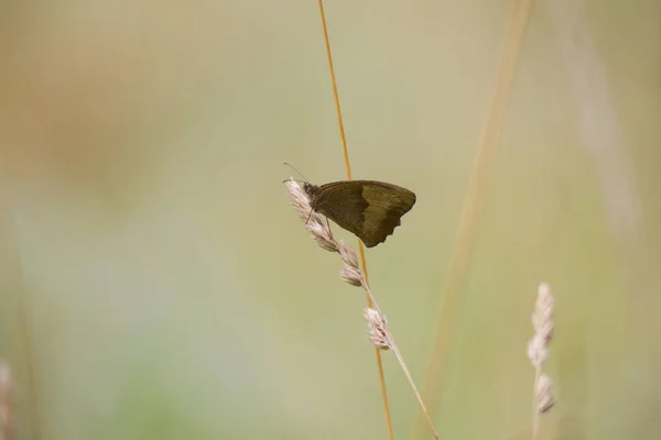 Maniola Jurtina 蝶草の上をクローズ アップ — ストック写真