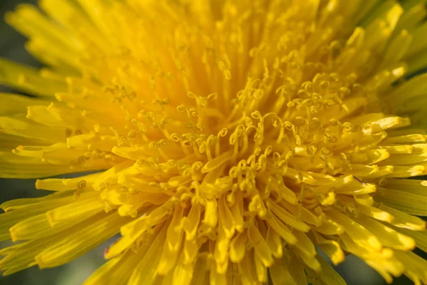 Flores Amarelas Dente Leão Brilham Luz Sol — Fotografia de Stock