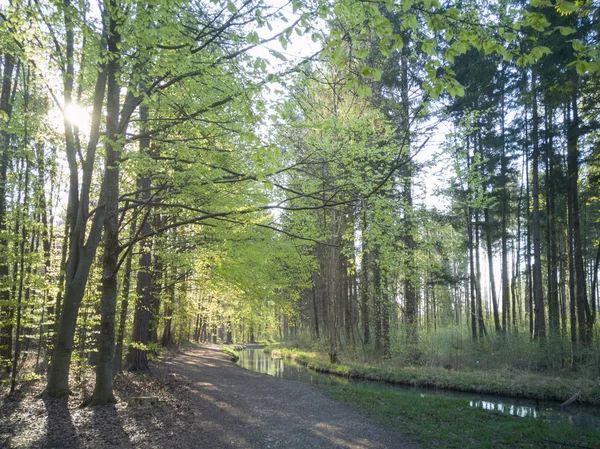 Caminho Florestal Longo Riacho Iluminado Por Raios Sol Que Caem — Fotografia de Stock
