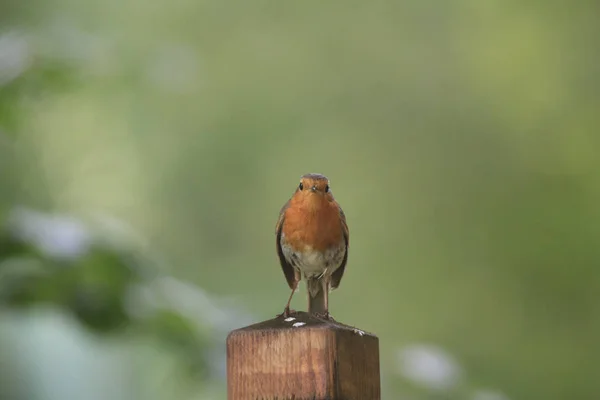 Primer Plano Tiro Pájaro Salvaje — Foto de Stock