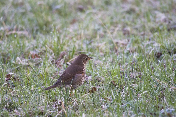 Close Shot Wild Bird — Stock Photo, Image