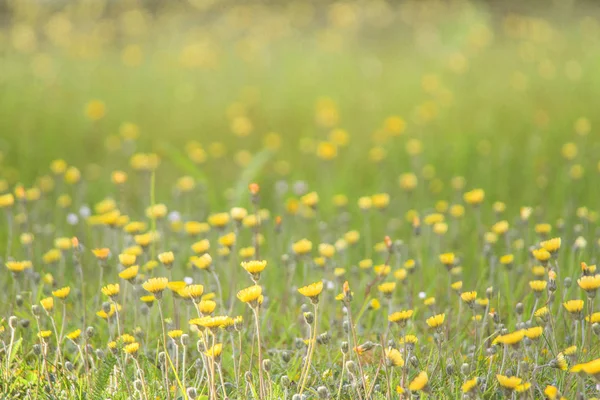 Güzel kır çiçekleri atış kapatmak