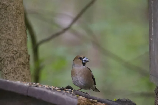 Bir Kocabaş Üzerinde Eski Bir Birdfeeder Oturur — Stok fotoğraf