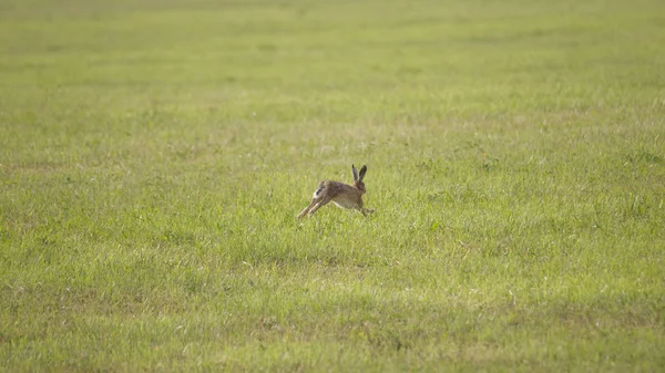 Een Jonge Haas Hoppen Een Groene Gemaaide Weide — Stockfoto