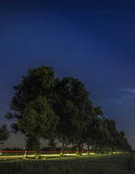 Árboles Bajo Cielo Nocturno Enfoque Selectivo — Foto de Stock