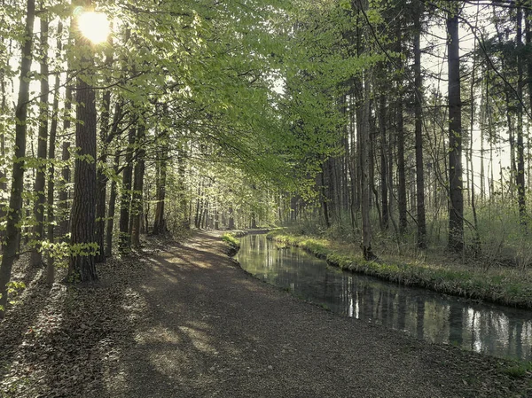 Caminho Florestal Longo Riacho Iluminado Por Raios Sol Que Caem — Fotografia de Stock