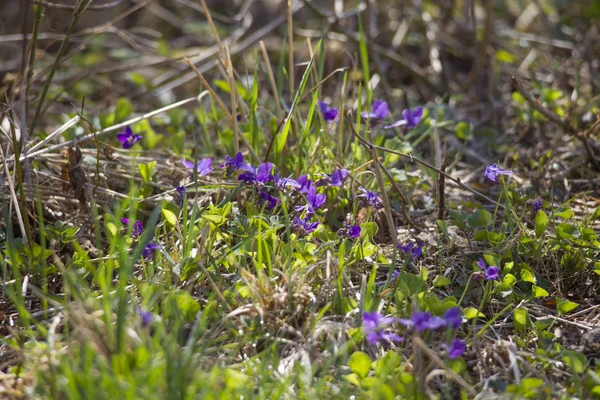 Violetas Chifres Florescem Luz Sol Primavera — Fotografia de Stock