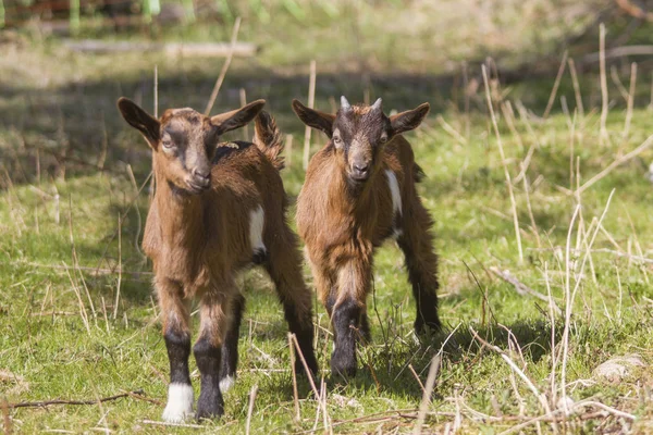 Nära Upp Skott Vackra Getter — Stockfoto