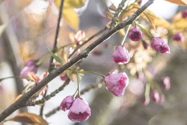 Close Pink Cherry Blossom — Stock Photo, Image