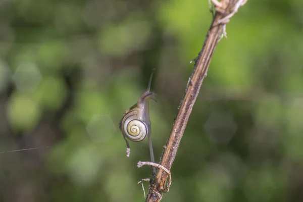 Small Snail Creeps Branch Front Soft Green Bokeh Background Sticks — Stock Photo, Image