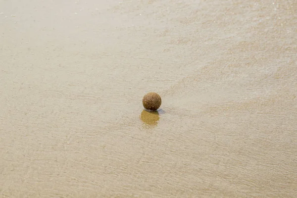 植物繊維は イタリアの Rimigliano 自然ビーチのネプチューン草の死んだ部分から Seaballs に融合 — ストック写真