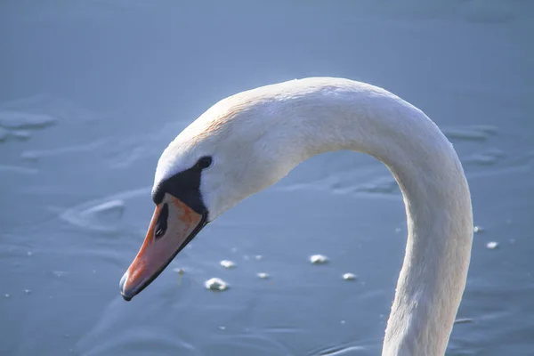 Svan Som Simmar Sjön Nära Upp Skott — Stockfoto