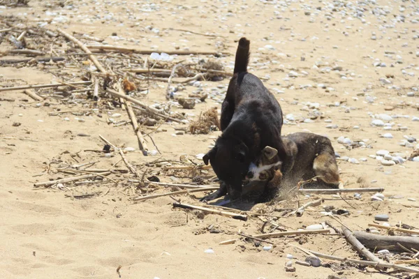 Dos Perros Jugando Arena Playa — Foto de Stock