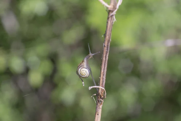 Kleine Schnecke Kriecht Auf Einem Ast Vor Einem Weichen Grünen — Stockfoto