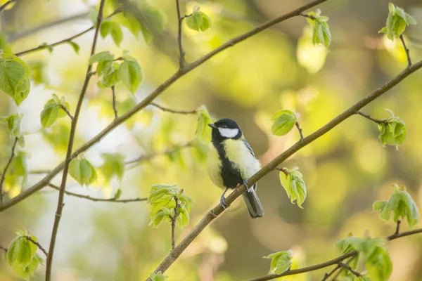 Talgoxe Sitter Grenarna Krympling Willow — Stockfoto