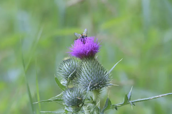 Nahaufnahme Einer Schönen Wildblume — Stockfoto