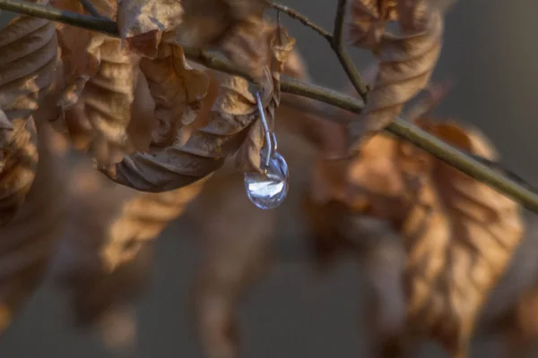 Close Van Oranje Herfstbladeren — Stockfoto