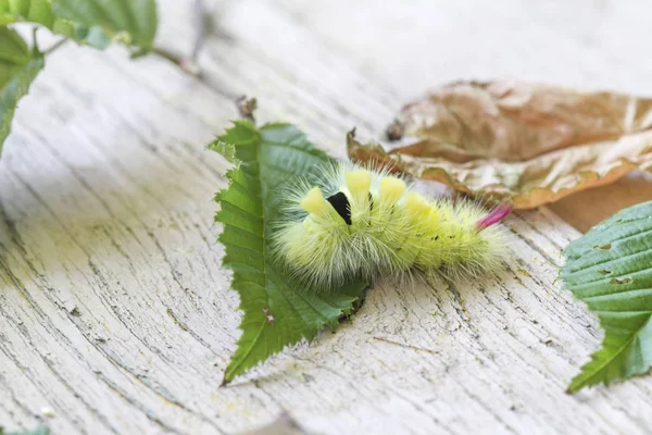 冬虫夏草をクローズ アップ ショット 自然の概念 — ストック写真