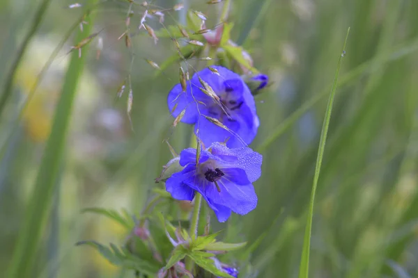 Bliska Strzał Piękne Kwiaty Dzikiego — Zdjęcie stockowe