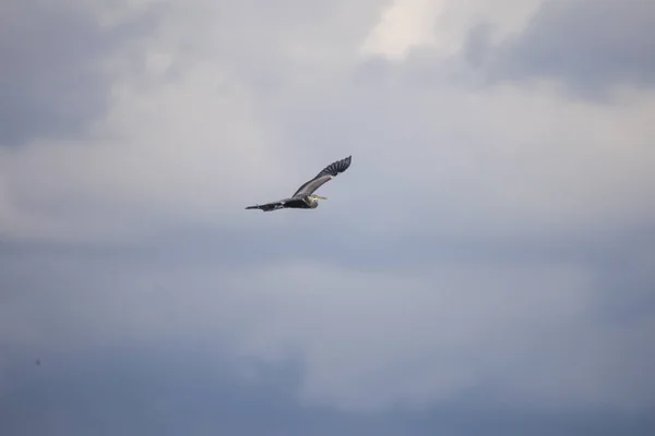 Gros Plan Oiseau Sauvage — Photo