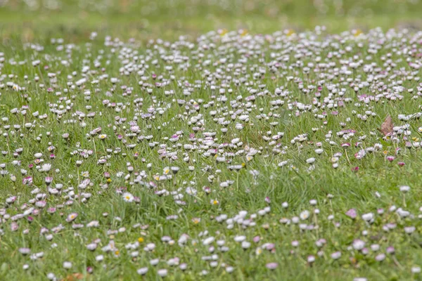 A green meadow with many daisies