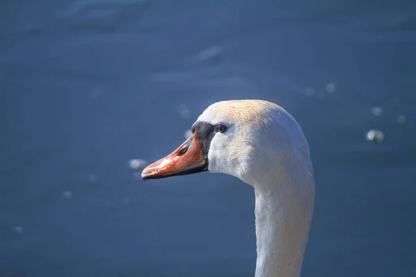 Swan swimming in lake close up shot