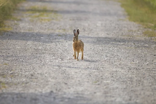 Ein Junger Hase Hüpft Auf Einem Geschotterten Feldweg Zwischen Wiesen — Stockfoto